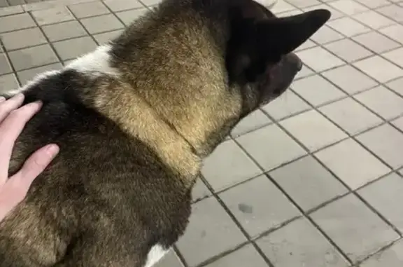 Найдена собака, Краснодар, фото: Найдена собака, улица Чапаева, 86/1, Краснодар - породистая, ошейник