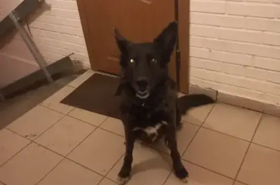 Найденные животные Петрозаводск, фото: Найдена собака, улица Зайцева, 42, Петрозаводск - в стрессе, с ошейником