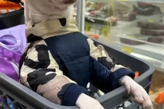 Пропал собака, 46К-9253, Елгозино - без поводка и ошейника - photo