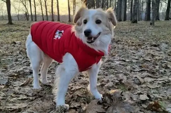 Пропала собака, женский пол, улица Алексеева, 7, Новосельский, Чириково - белая с коричневыми пятнами - photo