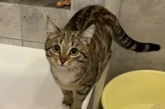 Кошки потеряшки, Ярославль, фото: Потеряшка кошка, 20-я линия, 15, Ярославль - черный ошейник с колокольчиком