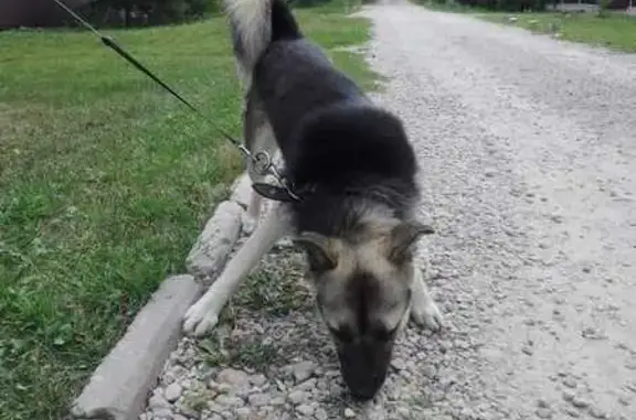 Пропала собака, улица Чмутова, Тула - черная с белым - photo