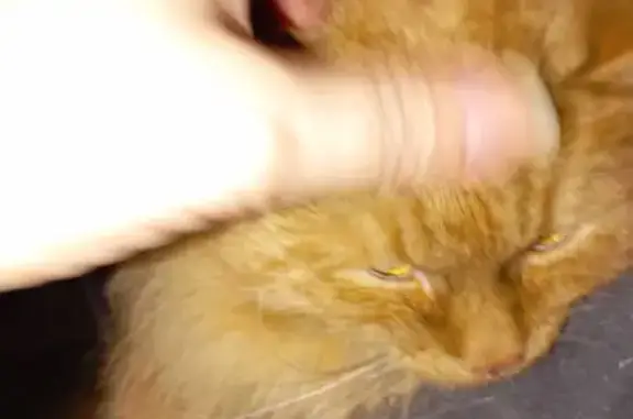 Найдена кошка, Рыбинск, фото: Найдена кошка, Малиновская улица, 56, Рыбинск - рыжий окрас, очень ласковая