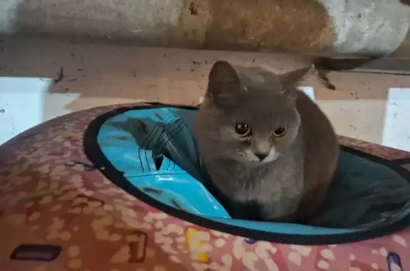 Найдена кошка, Борисоглебск, фото: Найдена кошка, женский пол, улица Фрунзе, Борисоглебск