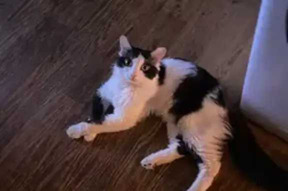 Пропал кот, улица Молодогвардейцев, Челябинск - черно-белый, отзывается на Боня - photo