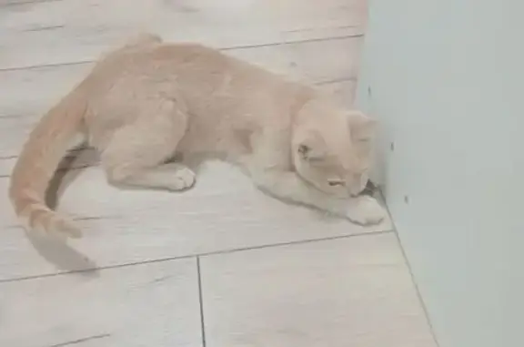 Пропала кошка, улица Мичурина, Северо-Восточные Сады - персикового окраса, зелёный ошейник - photo