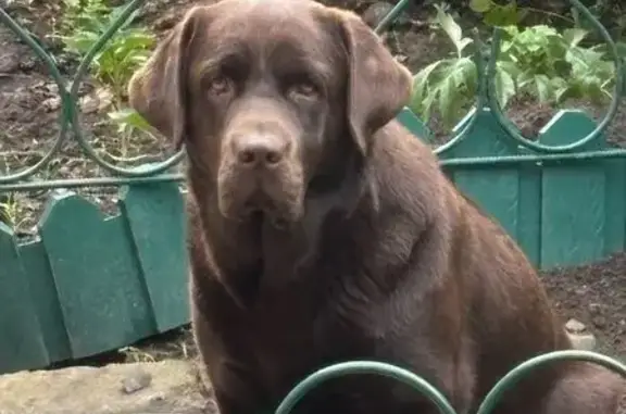 Пропала собака женского пола, улица Берёзовая Роща, Воронеж - шоколадная с клеймом - photo