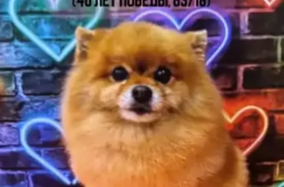 Пропала собака, проспект 40-летия Победы, 63/17 с3, Ростов-на-Дону - 10 лет, коллапс трахеи - photo