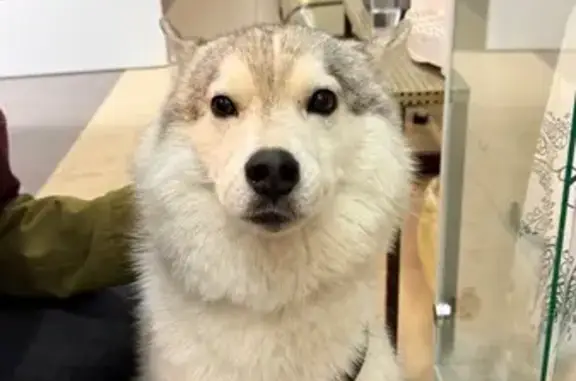 Хаски (метис), черно-белый окрас, ошейник с брезентовым поводком, примерно 2-3 года, кастрирован, кобель