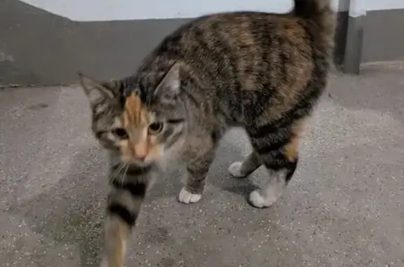 Найдена кошка, Санкт-Петербург, фото: Найдена кошка, женский пол, улица Карпинского, Санкт-Петербург - трехцветная, молодая