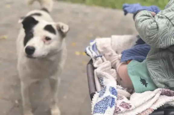 Пропала собака, мальчик Бим, Кондоль, Пензенская область - photo