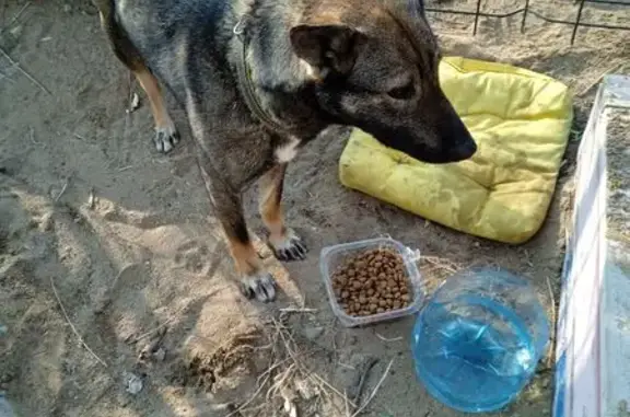 Найденные животные Владивосток, фото: Найдена собака, женская, улица Вице-Адмирала Сабанеева, Владивосток