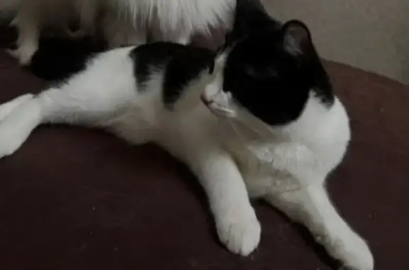 Пропал кот, улица Ферина, 39, Уфа - белое пятнышко на ухе - photo