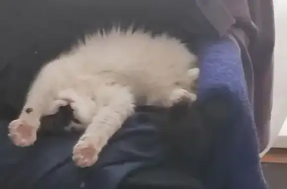 Пропала кошка, Каширское шоссе, 95А, Домодедово - photo