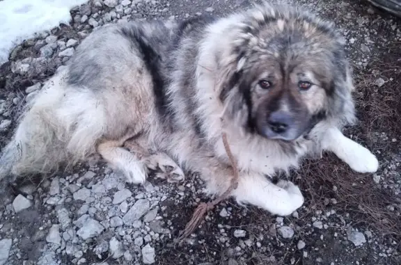 Найдена собака, Вторые Вурманкасы, фото: Найдена собака, Солнечная улица, Табанары
