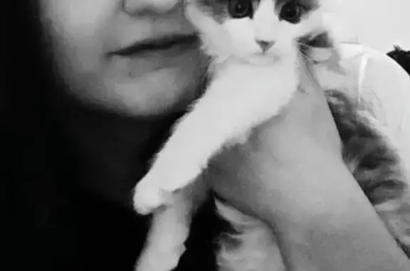 Пропала кошка, Салютная улица, 17, Челябинск - бело-серая с коричневым пятном - photo