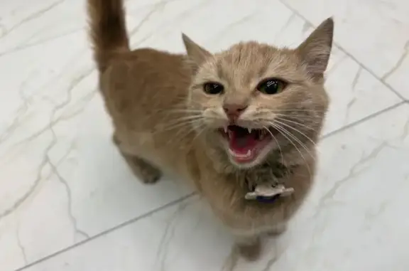 Найдена кошка, Белгород, фото: Найдена кошка, Белгород - рыжий окрас, карие глаза