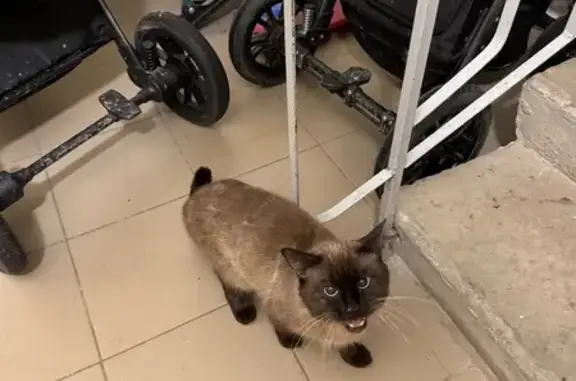 Найдена кошка, Йошкар-Ола, фото: Найден кот, улица Йывана Кырли, Йошкар-Ола - возможно хромает