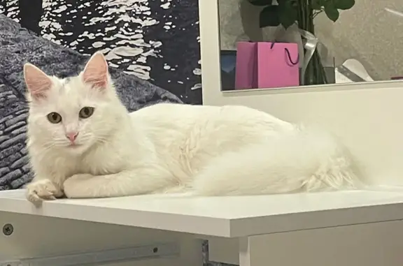 Пропала кошка, улица Шевченко, 42, городской округ Смоленск - photo