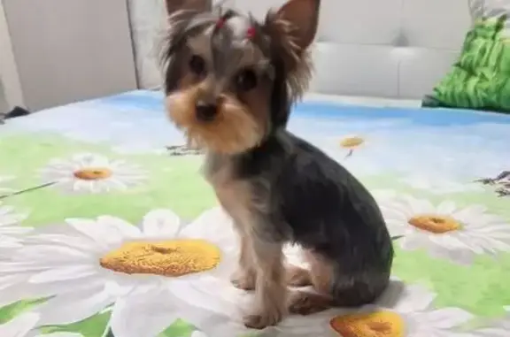 Пропала собака, улица Академика Вавилова, Пермь - photo