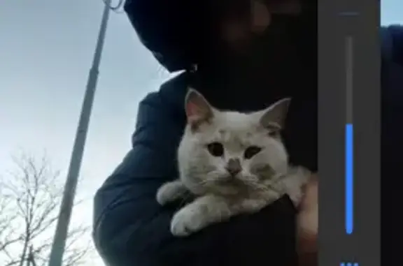 Пропал кот, улица Шевченко, 103, Светлоград - белый, имя Снежок - photo