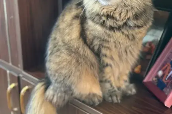 Пропала кошка, 1-й Низинский переулок, 15, Рославль - photo