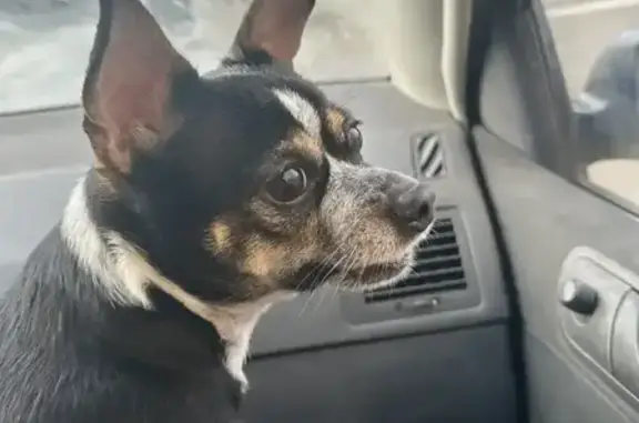 Пропала собака, улица им. маршала Еременко, 54, Волгоград - по кличке «Челси» - photo