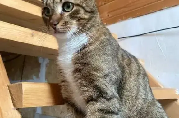 Пропал кот, поселок Куралиты, Вологда - белые лапки, пятно на лапке - photo