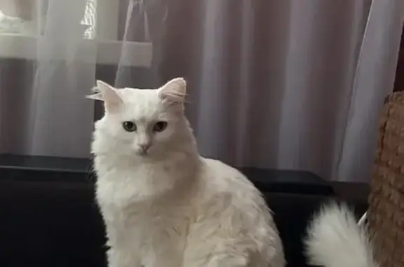 Пропала кошка, Гвардейская улица, 39, Волгоград - photo