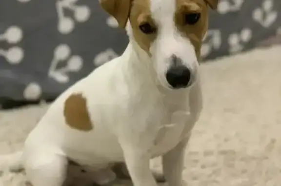 Пропала собака, улица Шевченко, 76, Армавир - photo