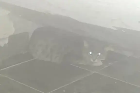 Найдена кошка, Домодедово, фото: Найдена кошка, Донская улица, 5, Домодедово - серая, в пятнышко