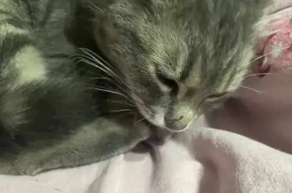 Найдена кошка, Краснодар, фото: Найдена кошка, женский пол, улица Коммунаров, Краснодар