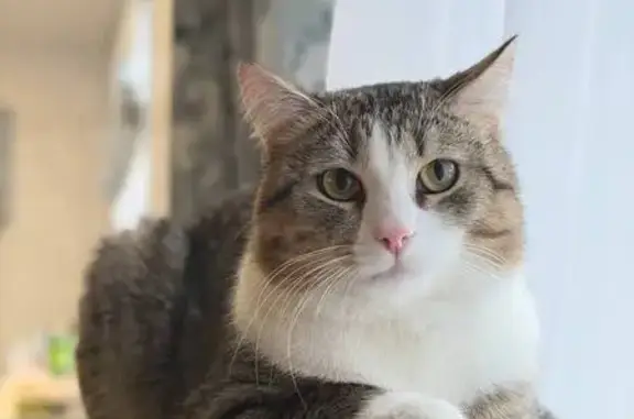 Пропал кот, Тюменский - тигровый окрас, белые 