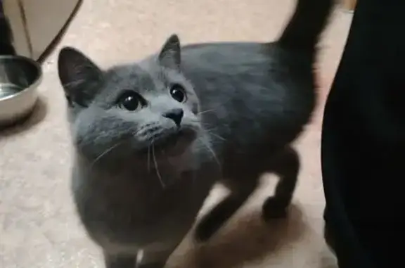 Найдена кошка, Томск, фото: Найдена кошка, Московский тракт, 41, Томск - молодая и воспитанная