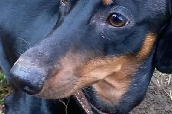 Пропала собака Мальчик, Подольск (rl1158297) - photo