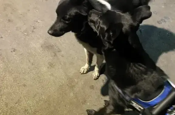 Найдена собака, Челябинск, фото: Найден собака, улица Дегтярёва, 79, Челябинск - черно-белый окрас, лайка/хаски