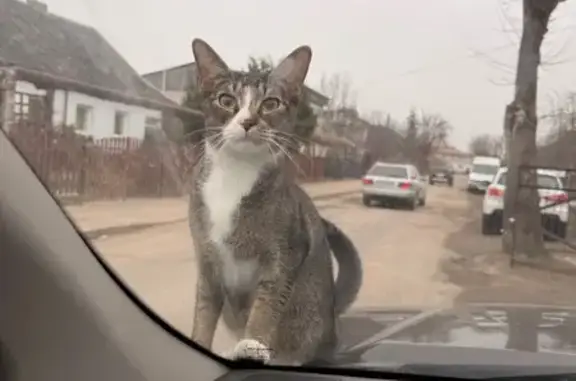 Пропал кот, улица 9-го Мая, 9, Гусев - абиссинец метис с белыми лапами - photo