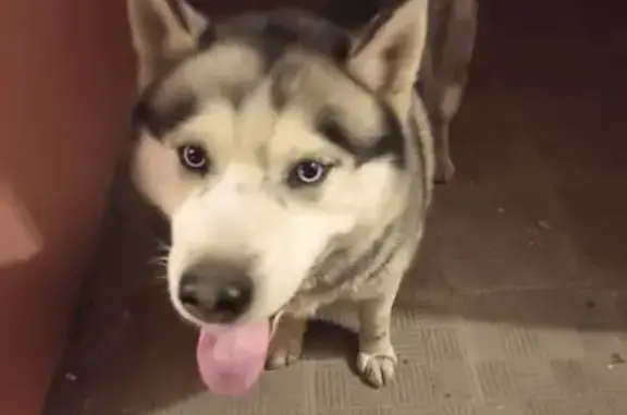 Найден собака, мужской, улица Ворошилова, Воронеж - серо-белый хаски - photo