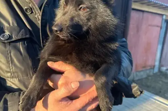 Найдена собака, Калуга, фото: Найдена собака, девочка, улица Прончищева, Калуга - полностью черного цвета