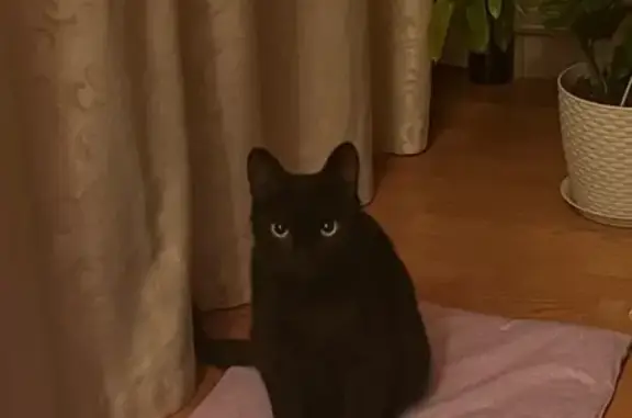 Пропал кот, 2-я Восточная улица, Шуя - полностью черный с зелеными глазами - photo