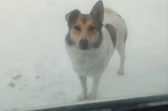 Пропал собака, Интернациональный переулок, Павловский Посад - белый с пятнами - photo