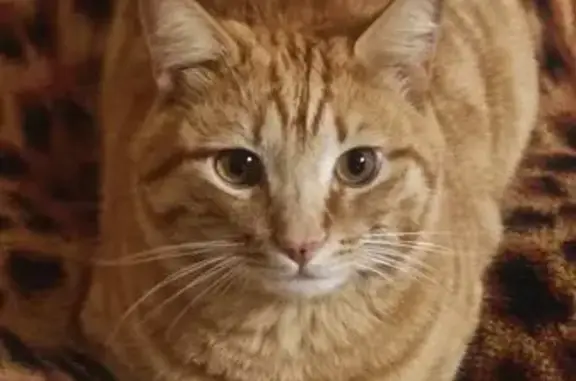 Пропал кот, Иванцево, Ивановская область - рыжий, карие глаза, кастрированный - photo