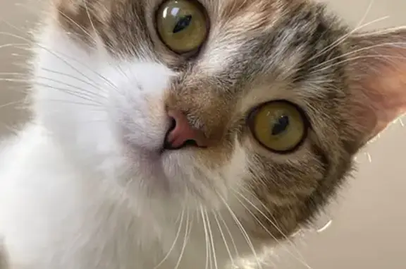 Пропала кошка, улица Тенишевой, городской округ Смоленск - photo