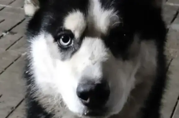 Пропал собака, Придорожная улица, 62А, Дружино - хаски с разноцветными глазами - photo