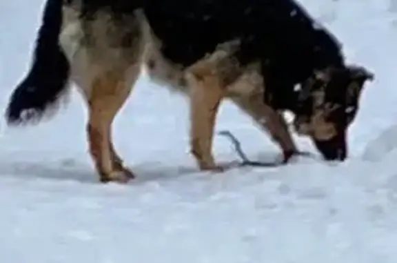 Пропала собака, 46К-0510, Подсобное хозяйство санатория имени Артёма, Благовещенка - овчарий окрас, кличка Стелла - photo
