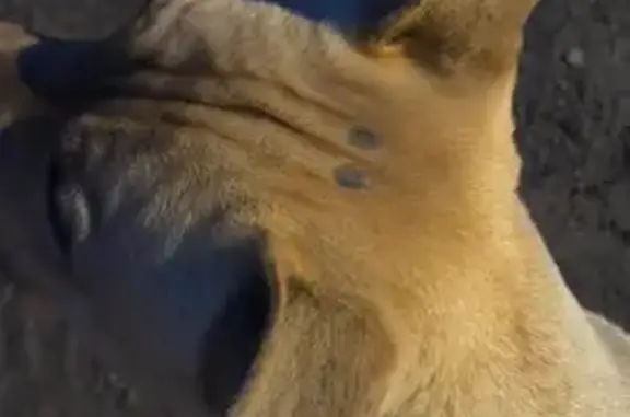 Найдена собака, Ивантеевка, фото: Найден собака, Ивантеевка, Московская область - рыжеватый окрас, симметричные отметины