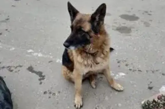 Найдена собака, Майкоп, фото: Найдена собака, улица Юннатов, 2Б, Майкоп - ошейник с кольцом