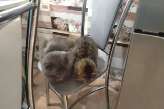 Пропал кот, Заречная улица, 45, Месягутово - серый с белым пятнышком на шее - photo