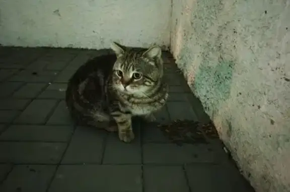 Объявления о пропавших и найденных животных, Волжский, фото: Найдена кошка, Большевистская улица, 76А, Волжский - ухоженная и породистая