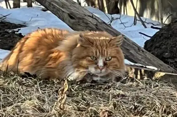 Найденные животные Тарасково, фото: Найдена кошка, ДНП 